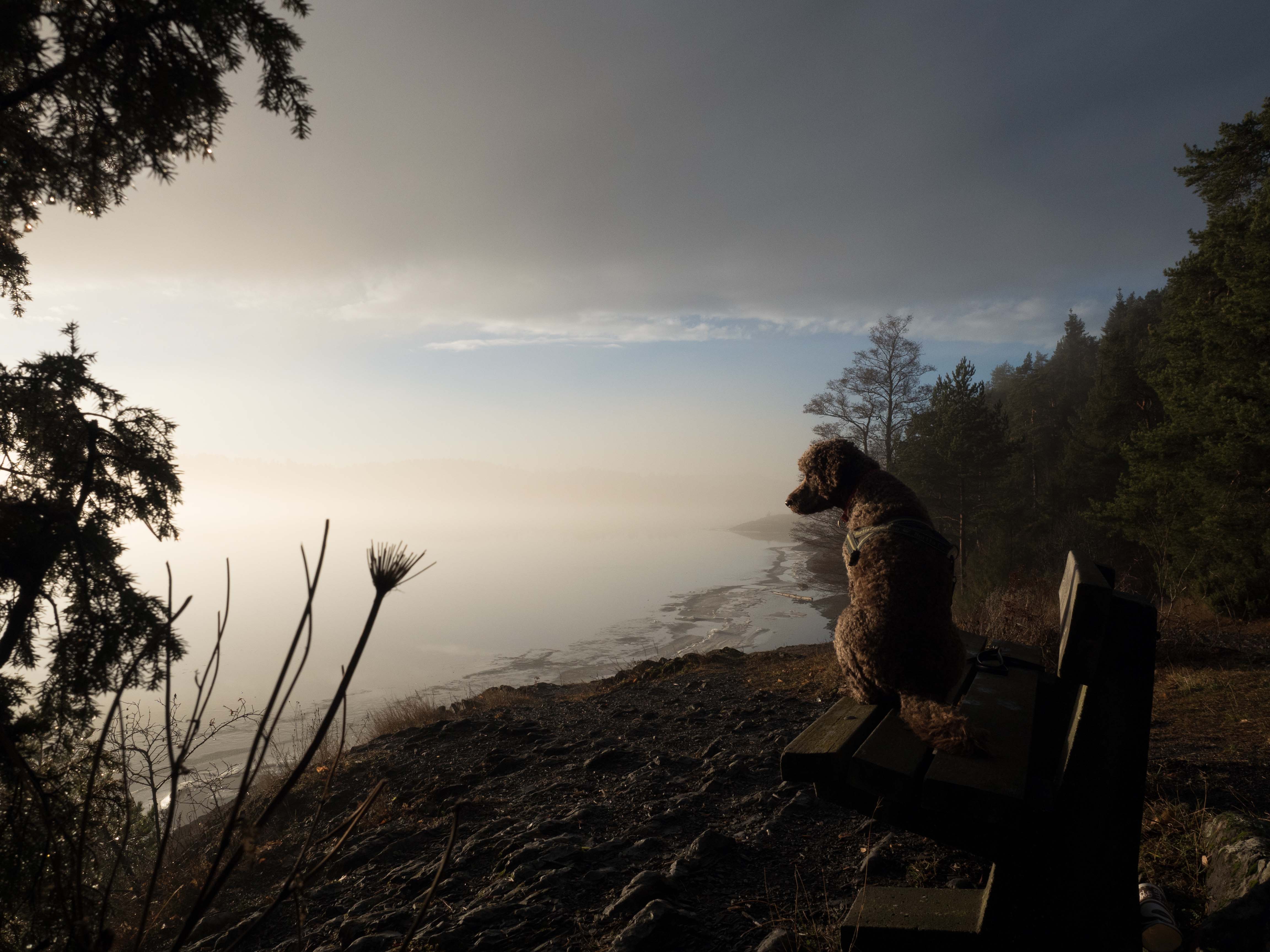 Kalvøya og hund